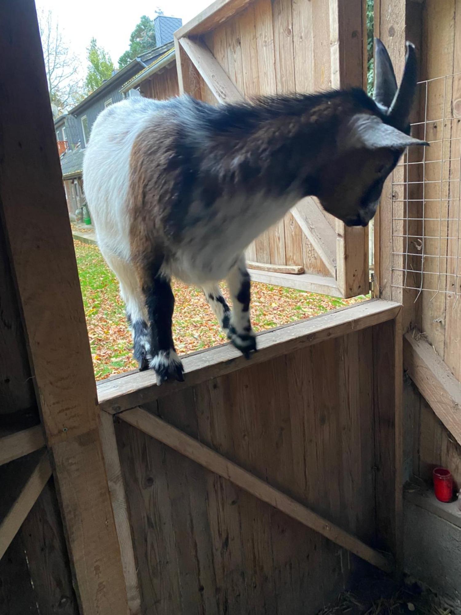 Ferienwohnung Auf Einem Resthof Zentral Gelegen Mit Viel Natur Und Tieren Rendswuhren Dış mekan fotoğraf