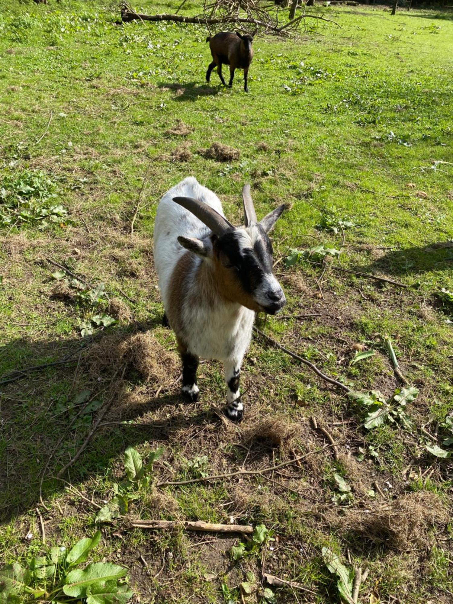 Ferienwohnung Auf Einem Resthof Zentral Gelegen Mit Viel Natur Und Tieren Rendswuhren Dış mekan fotoğraf